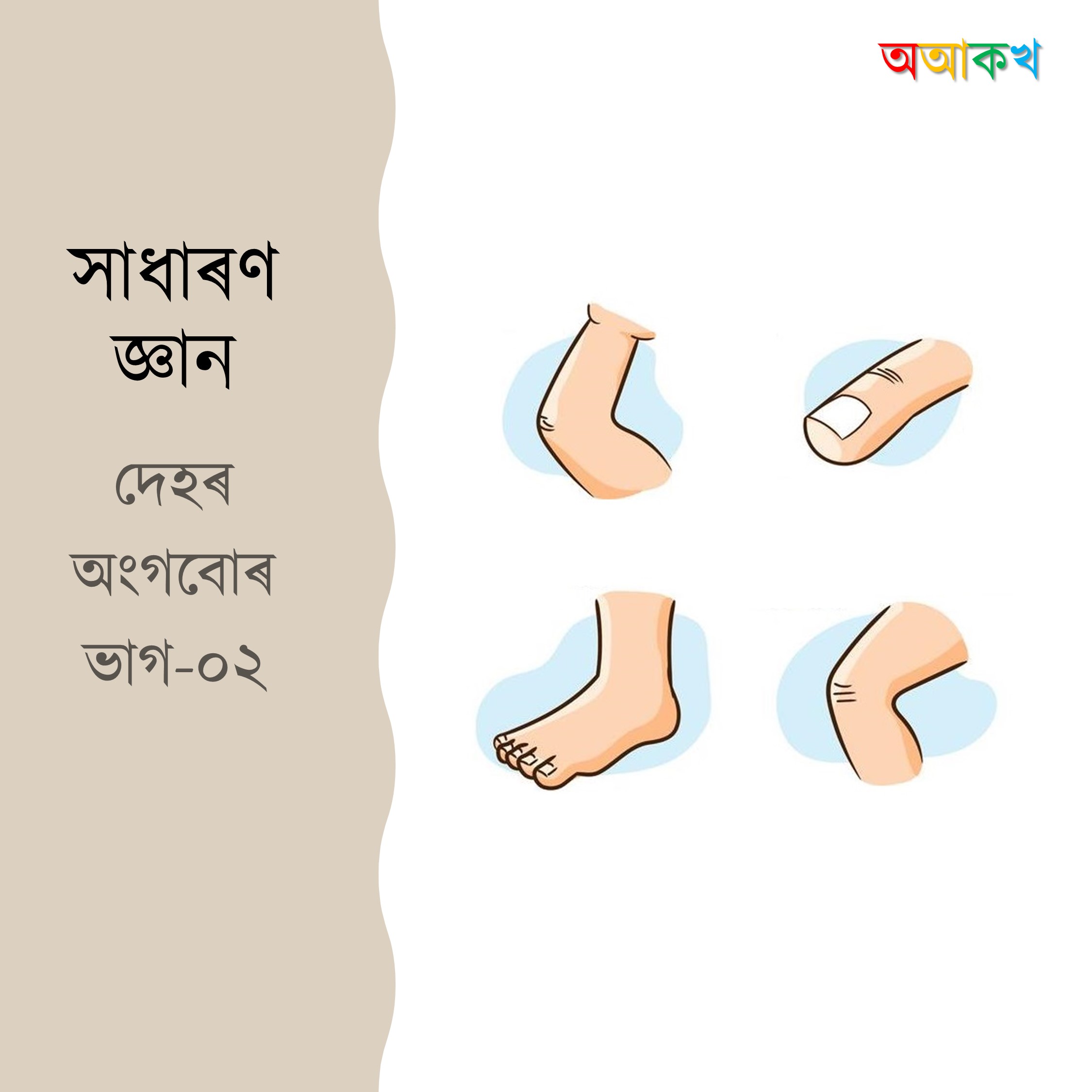 দেহৰ অংগবোৰ ভাগ ২
